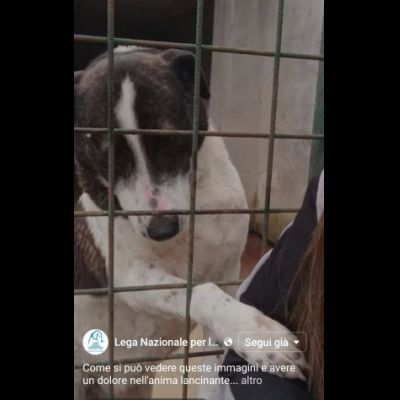 PETRA IL DOLORE DELL' ANIMA CAGNOLINA IN ADOZIONE - Foto 3