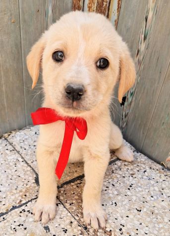 QUANTA TRISTEZZA NEGLI OCCHI DI PHOEBE! - Foto 4