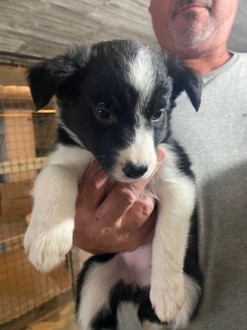Cuccioli di Border Collie - Foto 4