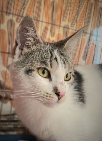 Bianco .. il micio che rincorre le persone per essere adottato