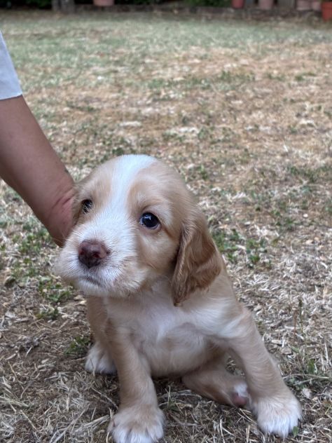 VENDITA CUCCIOLI COCKER SPANIEL INGLESE - Foto 3