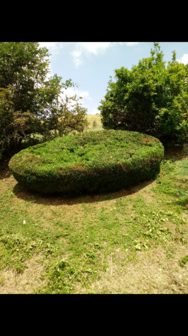 Effettuo lavori di giardinaggio - Foto 5