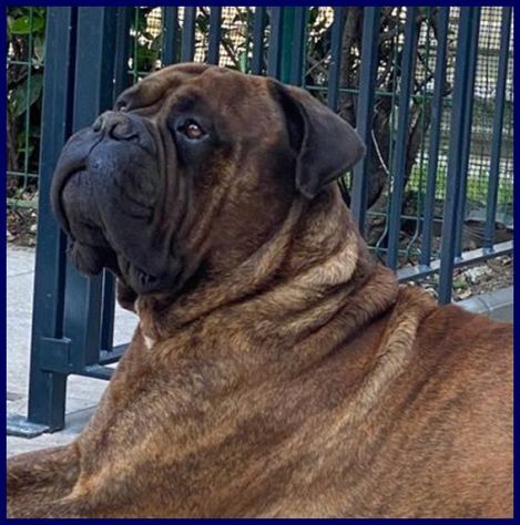 BEN 7-8anni Bull-mastiff meraviglioso con le persone! - Foto 3