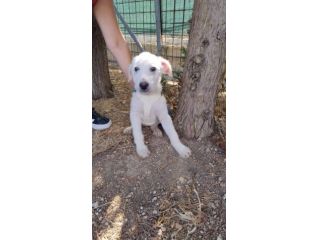 LUNA E GOLIA, 3 MESI E MEZZO (10/06/26), CERCANO CASA!!