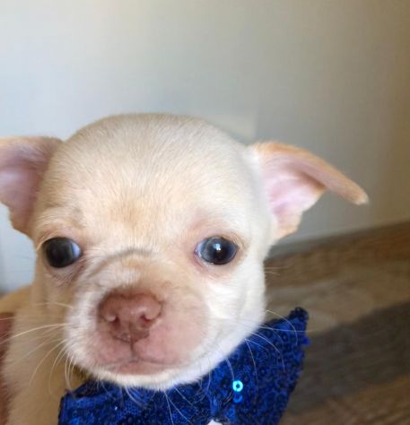 Chihuahua cuccioli - Foto 10