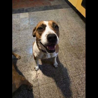 MALAWI, ADORABILE CAGNOLINA IN ADOZIONE - Foto 7