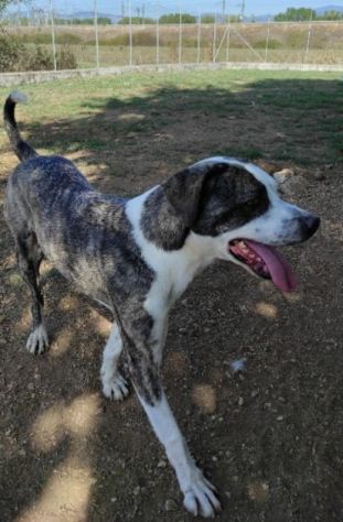 CANE IN ADOZIONE: MAX - Foto 6