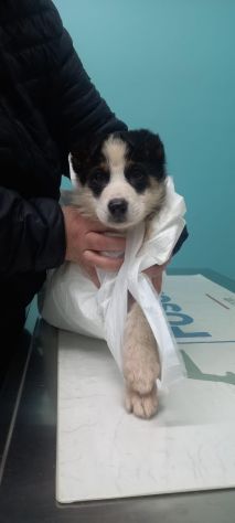 Dylan mix Border 18mesi..15mesi di invani appelli.ROMA - Foto 7