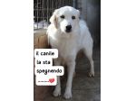 SOFIA 4 ANNI 18/20 kg