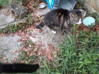 GATTTI E GATTINI AMOREVOLI