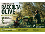 Raccolta Olive