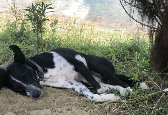 Cerco alloggio con giardino – insegnanet, 6 cani – anche soluzioni alternative - Foto 3