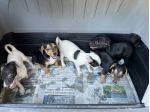 Jack Russell x Pinscher