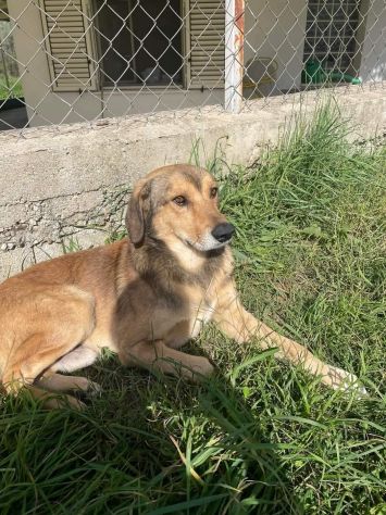 UBALDA E UGOLINO CAGNOLINI IN ADOZIONE - Foto 6
