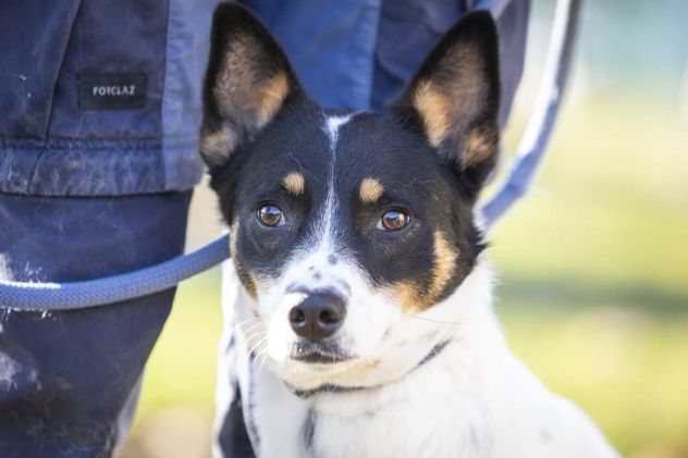 4/5anni medio picc9ola salita dal sud,finita in canile!Prov VARESE - Foto 3