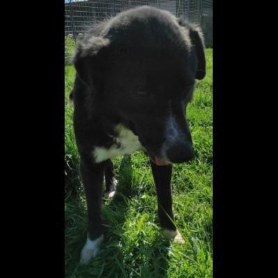 BENNY DOLCE E RISERVATO CAGNOLINO IN ADOZIONE - Foto 5
