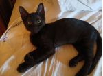 Pepe gattino