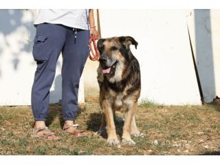 Non sono un cucciolo, ma desidero una famiglia anch'io.