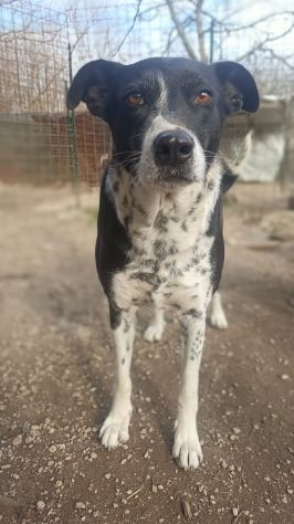 Kika - Foto 2