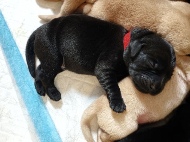Cuccioli di Labrador retriever neri e gialli - Foto 7