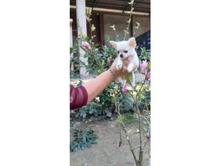 Cucciolo di chihuahua toy