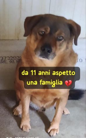 RUDY 11 ANNI taglia medio grande