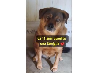 RUDY 11 ANNI taglia medio grande