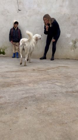 Ugo: 1 anno, taglia grande, socievole e affettuoso - Foto 7