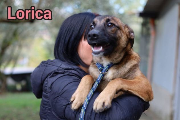LORICA E CAVALIERE CUCCIOLI IN ADOZIONE - Foto 2