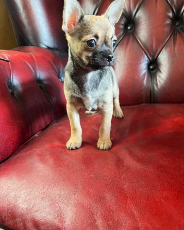 Chihuahua cucciolo - Foto 2