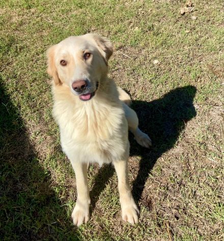 VITO MIX GOLDEN CANE IN ADOZIONE - Foto 2