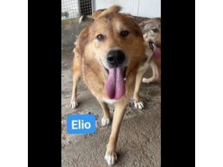 ELIO e EMERSON DIMENTICATI CANI SOCIEVOLI E AMOREVOLI IN ADOZIONE