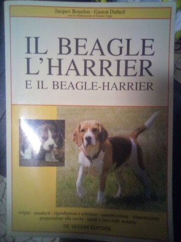 Beagle Harrier.