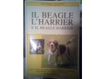 Beagle Harrier.