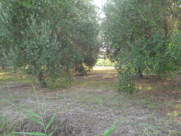 Oliveta, Piombino costa Est - Foto 9