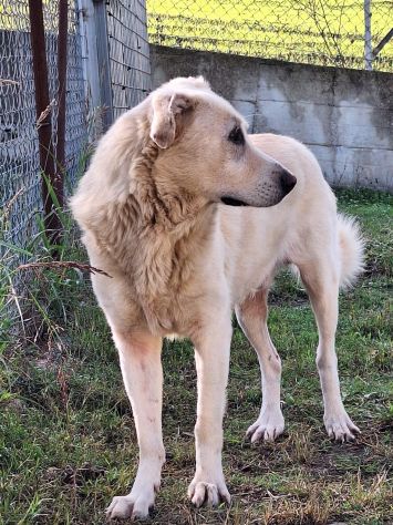 ORSO MAGNIFICO CARATTERE CANE IN ADOZIONE - Foto 7