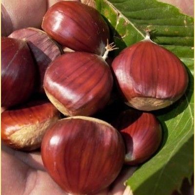 Castagne biologiche