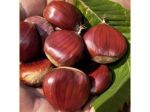 Castagne biologiche