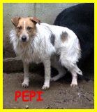 CAGNOLINI SPLENDIDI DA TROPPO IN CANILE CERCANO CASA - Foto 3
