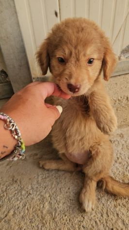CRISSY: 3 mesi taglia contenuta