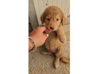CRISSY: 3 mesi taglia contenuta