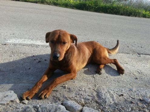 LUNA E BROWN, due cucciolotti in cerca di amore - Foto 4
