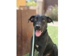 Thor mix Labrador nero tg media 8mesi SICILIA SOS