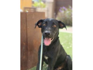 Thor mix Labrador nero tg media 8mesi SICILIA SOS