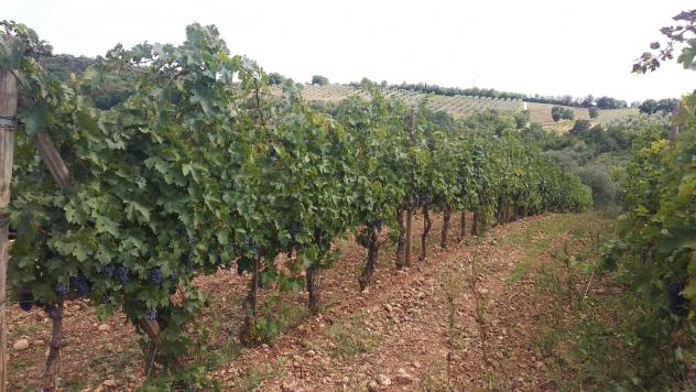 Terreno edif. residenziale in vendita a Paganico - Civitella Paganico 50000 mq Rif: 1072899