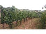 Terreno edif. residenziale in vendita a Paganico - Civitella Paganico 50000 &hellip;