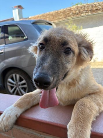 Tonino cucciolo