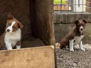 Cuccioli di Simil Australian Cattle Dog