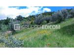 Terreno di 10767 mq  in vendita a Acri - Rif. 4550069
