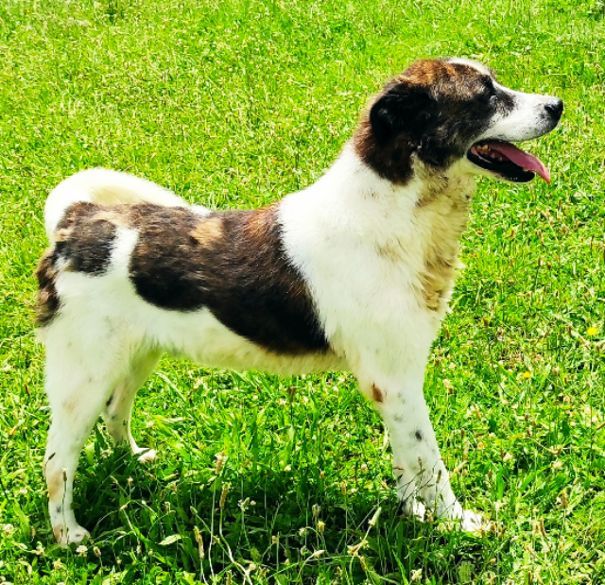 DOC LA DOLCEZZA, cane in adozione - Foto 8